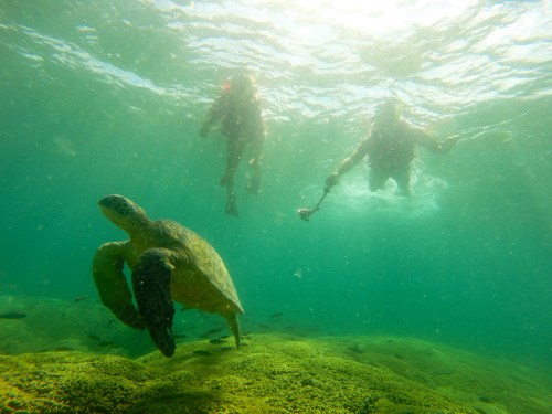 A sea turtle swims underwater with two snorkelers in the background, surrounded by clear blue water and coral.