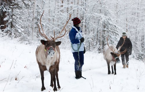 Two reindeer in a snowy forest, with a person in winter clothing walking alongside them.