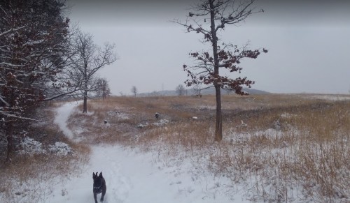 A snowy path through a field with a dog walking and trees in the background on a winter day.