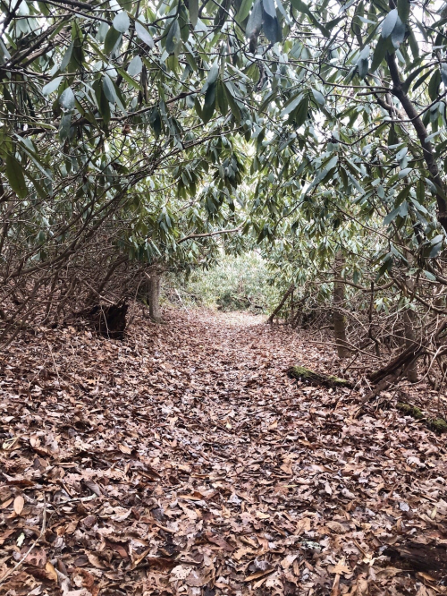 A narrow path through a dense forest, lined with fallen leaves and overhanging greenery.