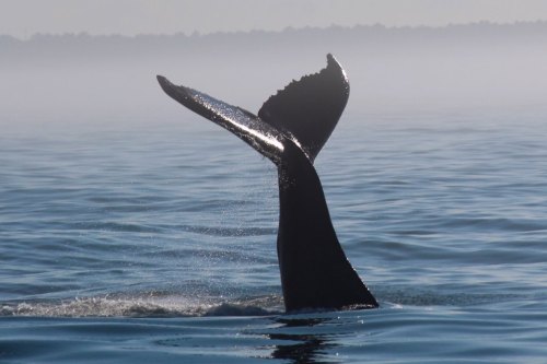 A whale's tail emerges from the water, creating a splash against a misty, serene ocean backdrop.