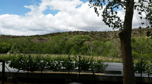 A scenic view of a vineyard with lush greenery and rolling hills under a partly cloudy sky.