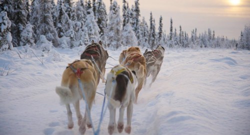 A team of sled dogs pulls a sled through a snowy landscape, surrounded by trees and a soft sunset glow.