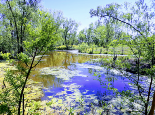 A serene pond surrounded by lush greenery and trees, with vibrant reflections on the water's surface.