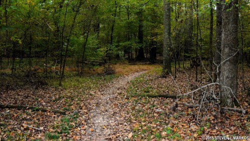 A winding dirt path through a lush, green forest with fallen leaves and trees surrounding it.