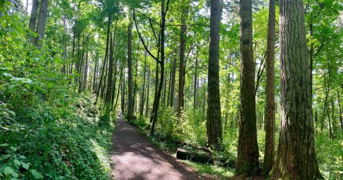 A serene forest path surrounded by tall trees and lush greenery, inviting exploration and tranquility.