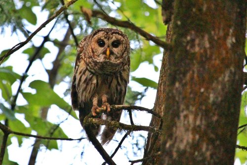 A barred owl perched on a branch, surrounded by green leaves, with a curious expression.