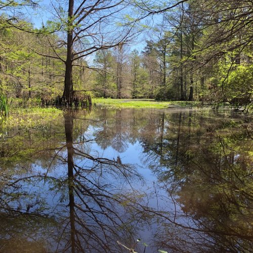 A serene wetland scene with trees reflecting in calm water under a clear blue sky. Lush greenery surrounds the area.