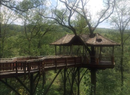 A wooden treehouse nestled in lush green trees, connected by a wooden walkway.