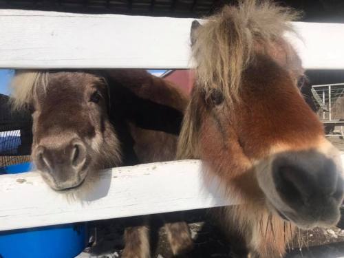 Two friendly ponies peek through a white fence, their fluffy manes and curious expressions visible.