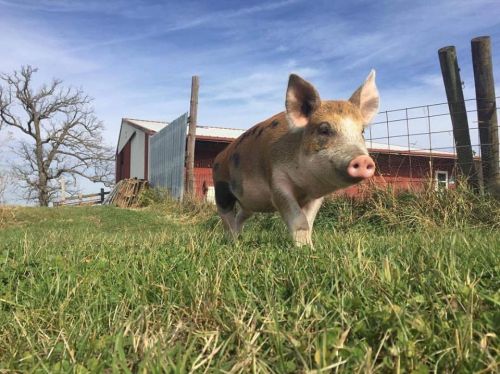 A small pig with black spots stands in a grassy field, with a barn and trees in the background under a blue sky.
