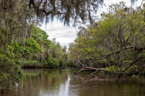 Lush green trees and Spanish moss line a tranquil river, reflecting the overcast sky in a serene natural setting.
