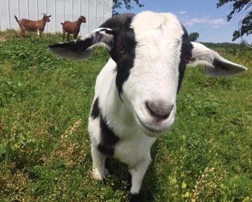 A close-up of a black and white goat in a grassy field, with two brown goats in the background.