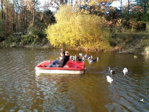 Two people relax on a red paddle boat in a pond, surrounded by ducks and autumn foliage.