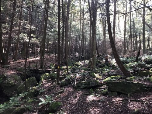 A serene forest scene with tall trees, dappled sunlight, moss-covered rocks, and a small wooden bridge.
