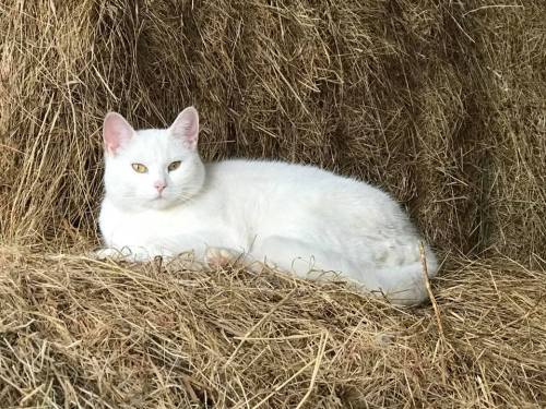 A white cat lounging on a bed of hay, looking calmly at the camera with bright yellow eyes.