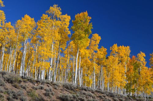 A vibrant grove of golden aspen trees against a clear blue sky, with a sloping hillside in the foreground.