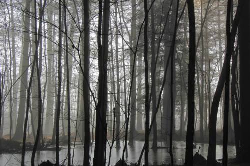 A misty forest scene with tall, bare trees surrounding a calm, reflective pond.