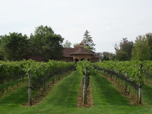 A scenic vineyard with rows of grapevines leading to a charming building in the background, surrounded by trees.
