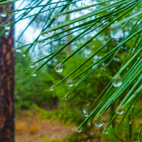Close-up of pine needles with water droplets glistening, set against a blurred green forest background.