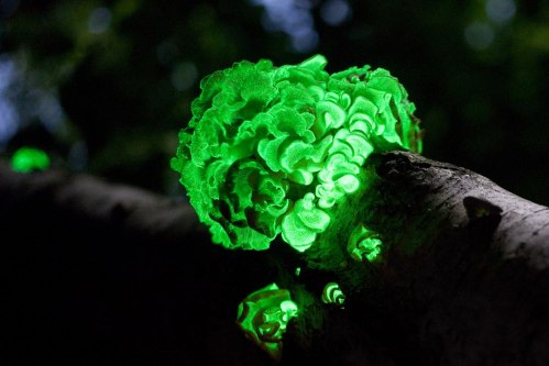 Glowing green fungi cluster on a dark tree trunk, illuminated against a shadowy background.