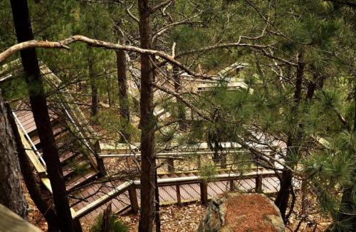 A winding wooden staircase surrounded by tall pine trees and fallen leaves in a forested area.