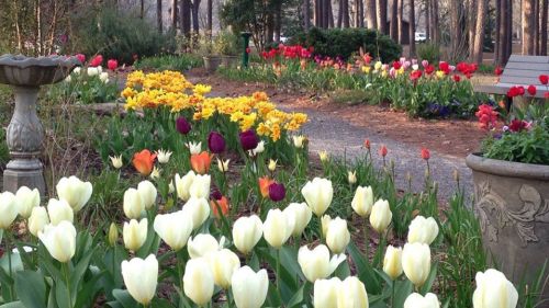 A vibrant garden path lined with colorful tulips and daffodils, surrounded by trees and decorative planters.