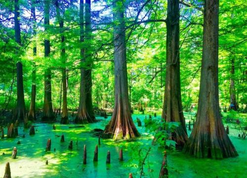 Lush green swamp with tall cypress trees and stilted roots emerging from vibrant green water.