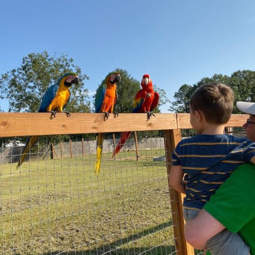 A child and an adult watch colorful parrots perched on a wooden fence in a sunny outdoor setting.