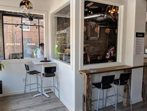 A cozy cat lounge with modern seating, large windows, and a view of people enjoying the space.