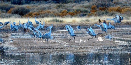 A flock of cranes takes flight over a wetland, with some birds running on the ground and others in mid-air.