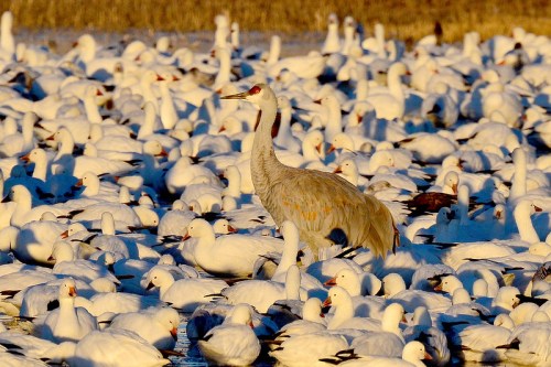A single crane stands among a large flock of white snow geese in a wetland setting.