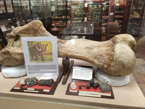 A large fossilized bone displayed in a museum, surrounded by smaller artifacts and an illustration of a mammoth.