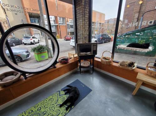 Cozy cat café interior with lounging cats, a window view, and a fireplace, creating a warm atmosphere.