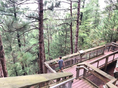 A person stands on a wooden walkway surrounded by tall pine trees in a forested area.