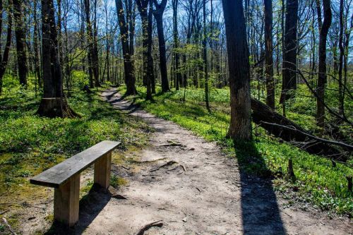 A serene forest path with a wooden bench, surrounded by lush greenery and tall trees under a clear blue sky.