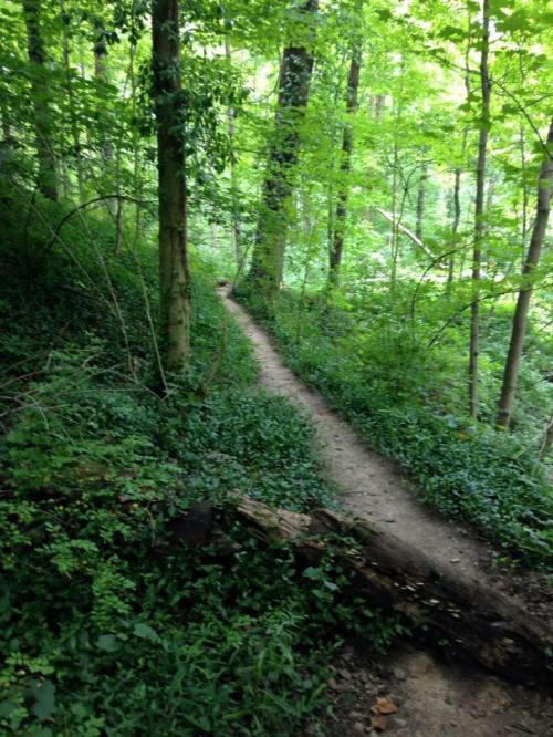 A winding dirt path through a lush green forest, surrounded by trees and dense foliage.