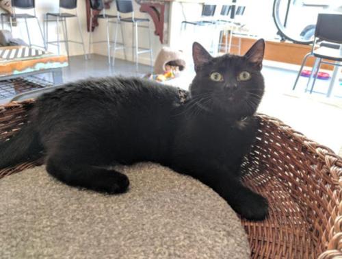 A black cat lounging in a woven basket, looking curiously at the camera in a cozy indoor space.