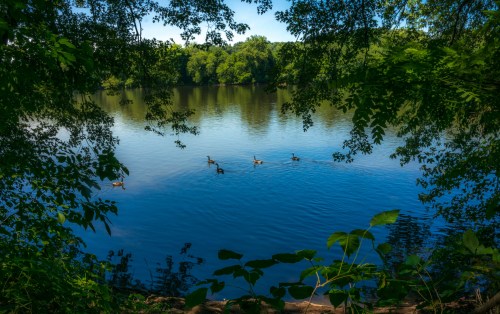 A serene lake scene framed by greenery, with ducks swimming peacefully on the water.