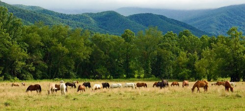 A herd of horses grazing in a lush green field with mountains and trees in the background under a cloudy sky.