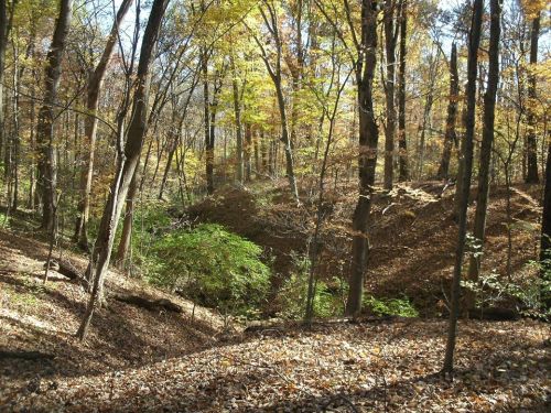 A serene forest scene with autumn foliage, featuring trees and a carpet of fallen leaves on the ground.