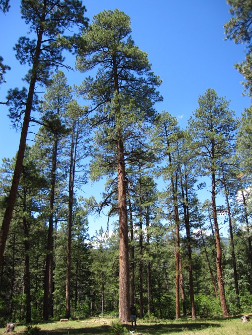 Tall pine trees reach towards a clear blue sky in a lush green forest. Sunlight filters through the branches.