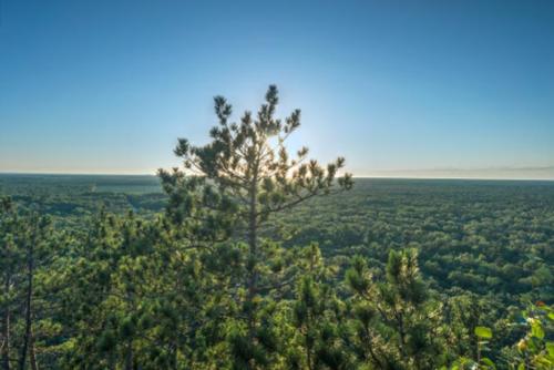 A scenic view of a vast green landscape with a lone tree silhouetted against a bright sky.
