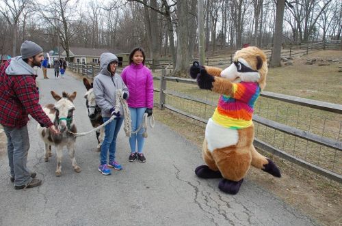 A raccoon mascot poses for a photo with two children and a man holding leashes of two donkeys in a park setting.