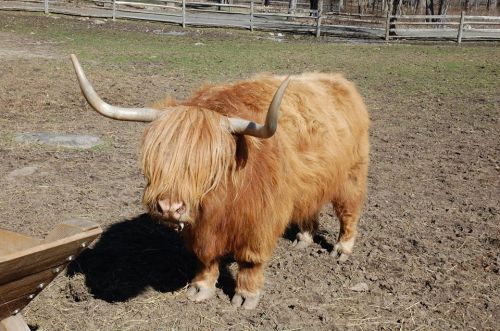 A fluffy Highland cow with long horns and a shaggy orange coat stands in a grassy field.