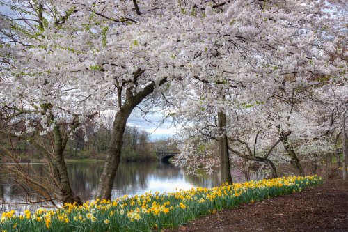 Blossoming cherry trees frame a serene lake, with vibrant yellow daffodils lining the shore under a cloudy sky.