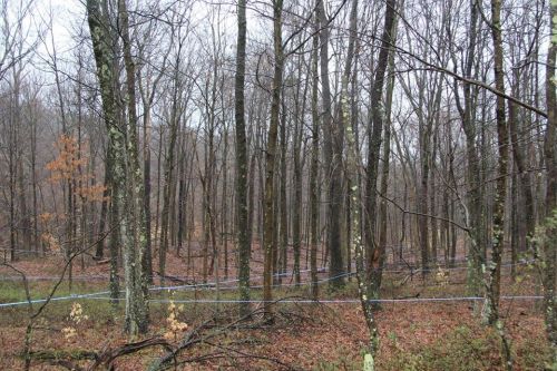 A dense forest with bare trees and fallen leaves, featuring a blue line running through the underbrush.
