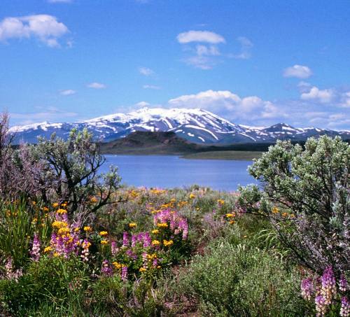A scenic view of a snow-capped mountain overlooking a lake, surrounded by colorful wildflowers and lush greenery.