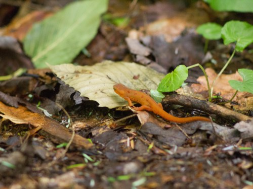A small orange newt on a bed of leaves and soil in a forested area.