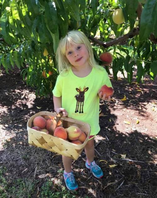 A young child in a bright shirt holds a peach and a basket of peaches under a fruit tree.